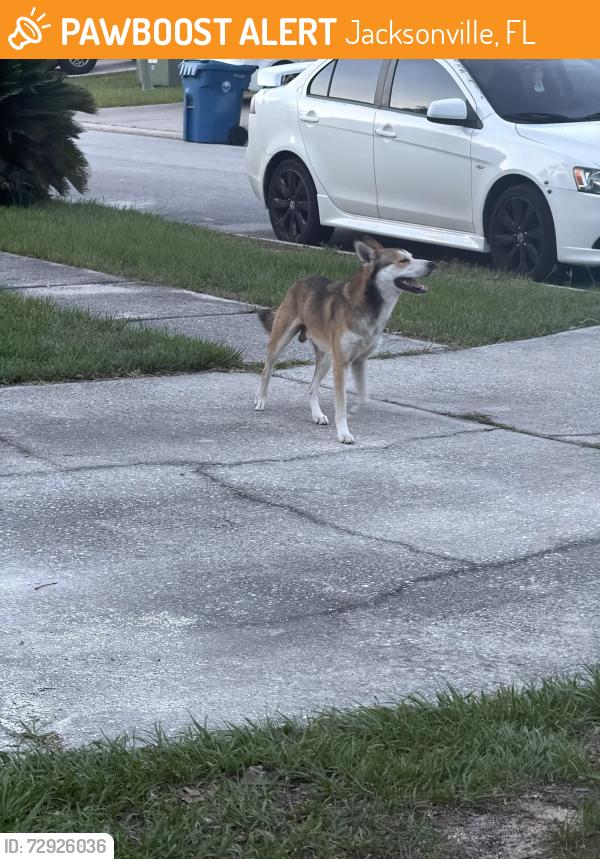 Found/Stray Male Dog last seen Jones creek Dr, Jacksonville, FL 32225