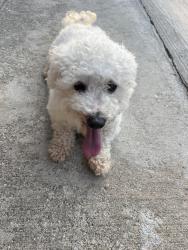 Reunited Male Dog last seen Near s Massasoit Ave, Chicago, IL 60638
