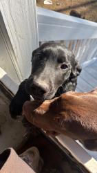Reunited Male Dog last seen Angier av and jones circ, Durham, NC 27703