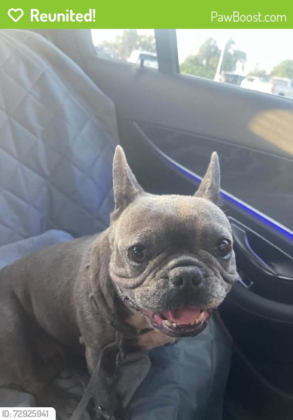 Reunited Female Dog last seen Near Ken Thompson Pkwy, Sarasota, FL 34236, USA, Sarasota, FL 34236