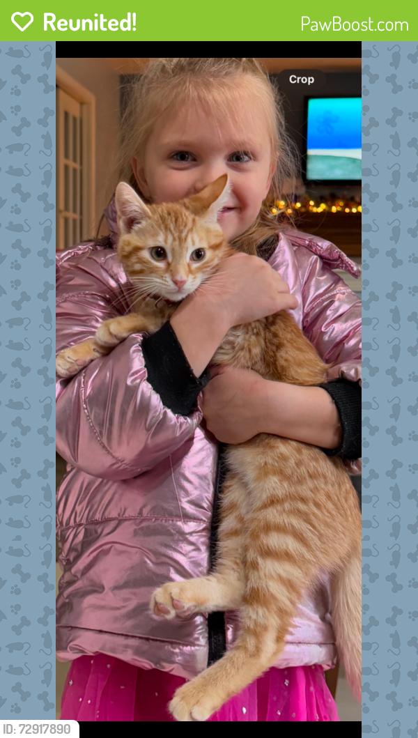 Reunited Male Cat last seen Spruce St , Sunbury, PA 17801