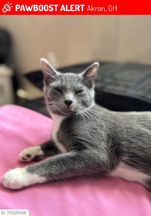 Lost Female Cat last seen Near mull avenue Akron ohio, Akron, OH 44313
