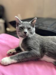 Lost Female Cat last seen Near mull avenue Akron ohio, Akron, OH 44313