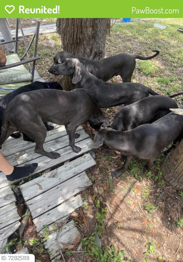 Reunited Male Dog last seen Sunrise and cameo drive, New Port Richey, FL 34654