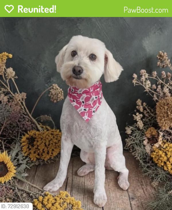 Reunited Female Dog last seen Sam Bass Road and Sylvia Lane, Round Rock, TX 78681