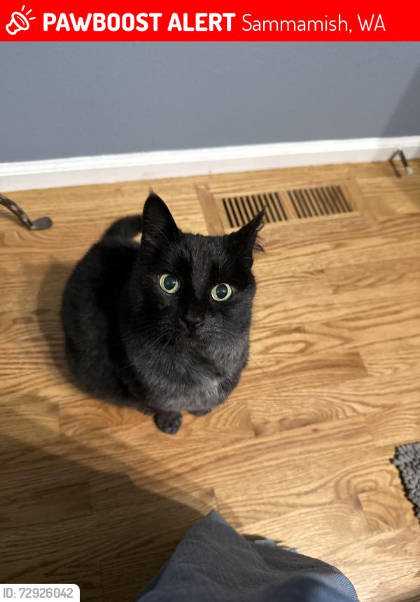 Lost Male Cat last seen NE 25th Way, Sammamish, WA 98074