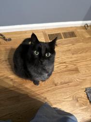 Lost Male Cat last seen NE 25th Way, Sammamish, WA 98074