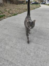 Reunited Male Cat last seen 11th Xanthia St , Denver, CO 80238