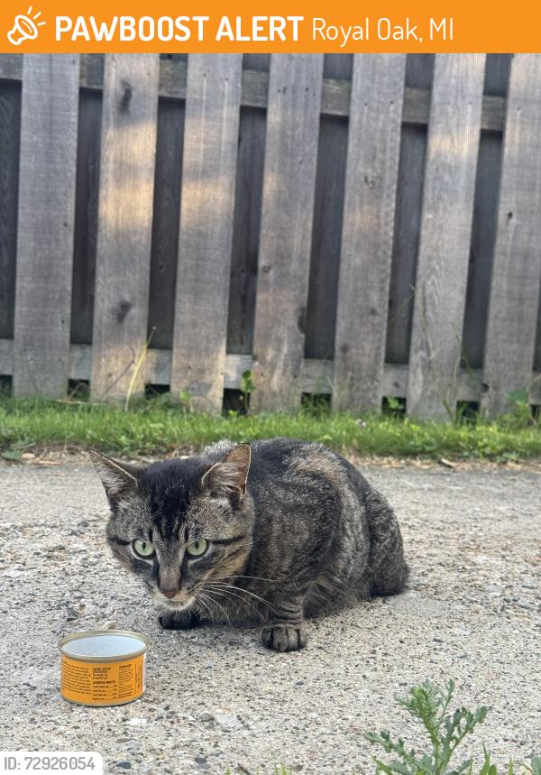 Found/Stray Unknown Cat last seen N Rembrandt and 11 Mile, Royal Oak, MI 48067