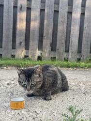 Found/Stray Unknown Cat last seen N Rembrandt and 11 Mile, Royal Oak, MI 48067