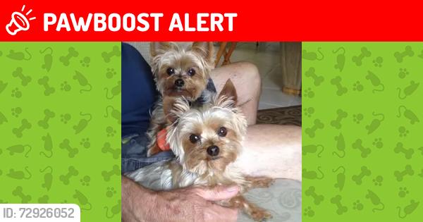 Lost Female Dog last seen Sunrise , Charlotte County, FL 33953