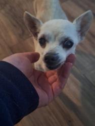 Reunited Female Dog last seen Pioneer Junction Stillwater subdivision , San Antonio, TX 78254