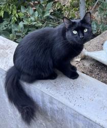 Reunited Male Cat last seen Near Tianna Rd, Los Angeles, CA 90046, USA, Los Angeles, CA 90046