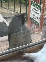 Found/Stray Unknown Cat last seen Hastings Street cross w Proctor, Worcester, MA 01606