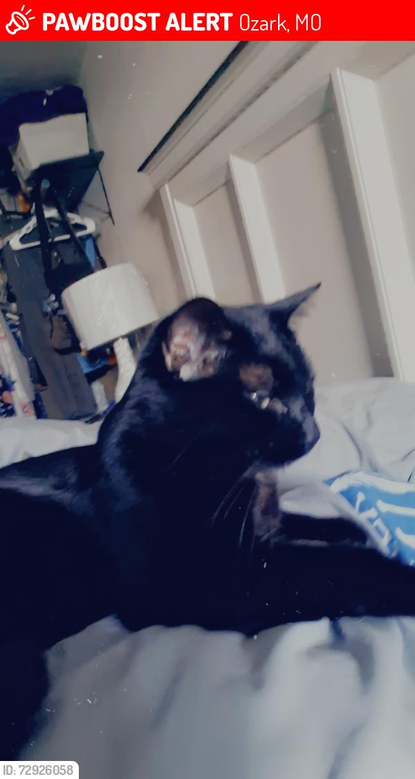 Lost Male Cat last seen Off South St, Ozark, MO 65721