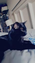 Lost Male Cat last seen Off South St, Ozark, MO 65721