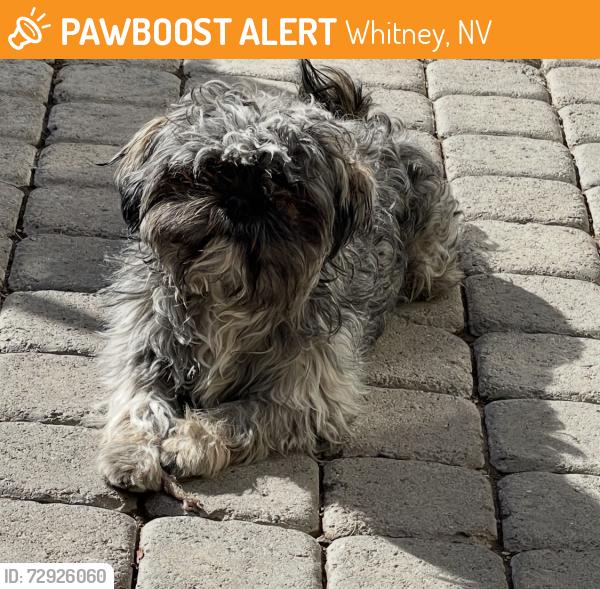 Found/Stray Male Dog last seen Chrisman and badgerbrook , Whitney, NV 89122