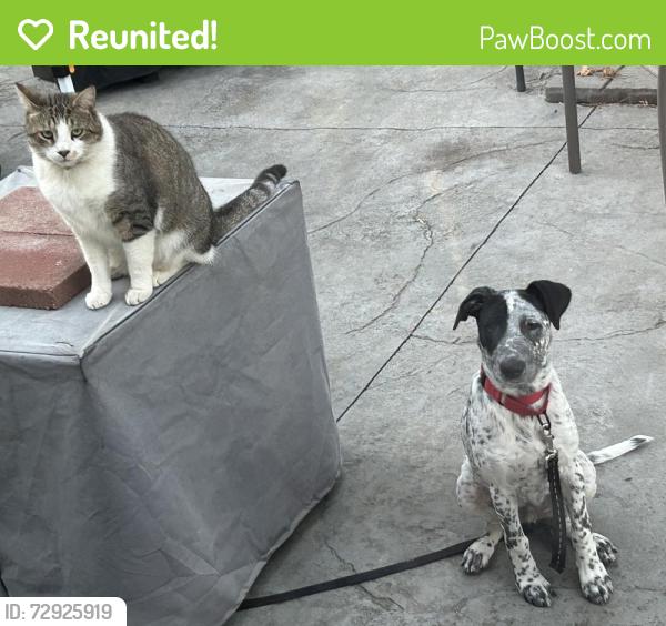 Reunited Male Cat last seen Rotterdam NY, Princetown, NY 12056