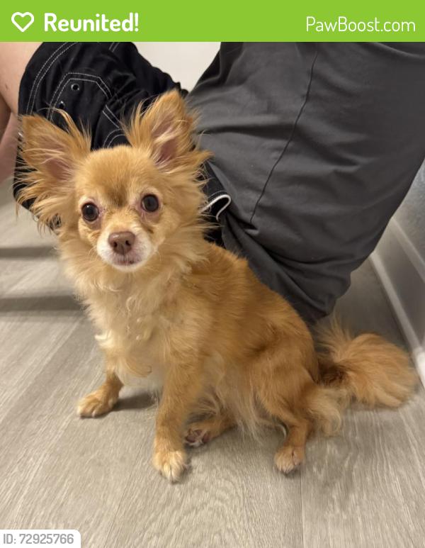 Reunited Female Dog last seen Avion apmts , Jacksonville, FL 32218