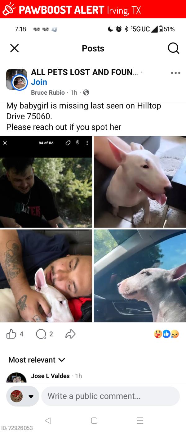 Lost Female Dog last seen Hilltop and Shady Grove , Irving, TX 75060