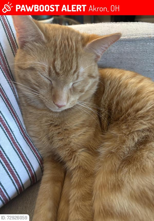 Lost Male Cat last seen Near mull avenue Akron ohio, Akron, OH 44313