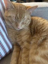 Lost Male Cat last seen Near mull avenue Akron ohio, Akron, OH 44313