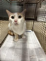 Shelter Stray Male Cat last seen , Chatsworth, CA 91311