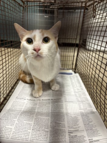 Shelter Stray Male Cat last seen , Chatsworth, CA 91311