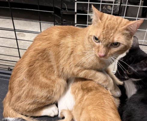Shelter Stray Male Cat last seen , Chatsworth, CA 91311