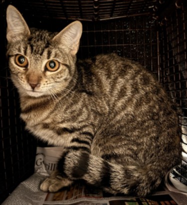 Shelter Stray Female Cat last seen , Chatsworth, CA 91311