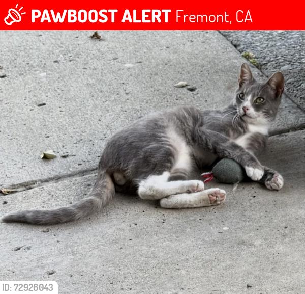 Lost Male Cat last seen Canyon Heights Drive , Fremont, CA 94536