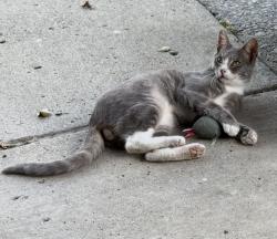 Lost Male Cat last seen Canyon Heights Drive , Fremont, CA 94536