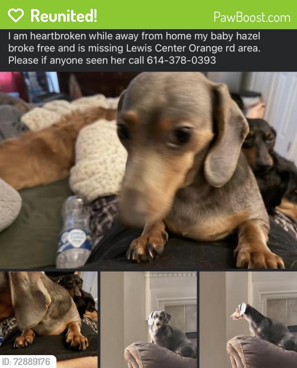Reunited Female Dog last seen Sotherby crossing, Oak Glen, CA 92399