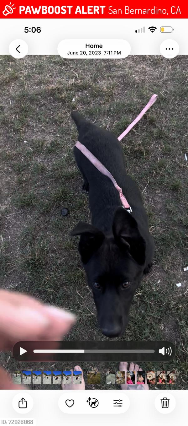 Lost Female Dog last seen Eurka, San Bernardino, CA 92404