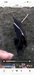 Lost Female Dog last seen Eurka, San Bernardino, CA 92404