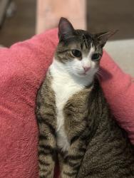 Reunited Male Cat last seen Stoneleigh and Lakemont Drive, Mansfield, TX 76084