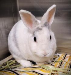 Shelter Stray Female Other last seen , Los Angeles, CA 90047