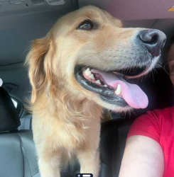 Reunited Female Dog last seen Sulphur Springs Rd near Orchard Avenue in Ballwin Missouri, Ballwin, MO 63021
