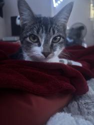 Lost Female Cat last seen Near mull avenue Akron ohio, Akron, OH 44313