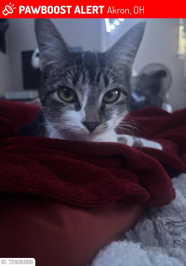 Lost Female Cat last seen Near mull avenue Akron ohio, Akron, OH 44313