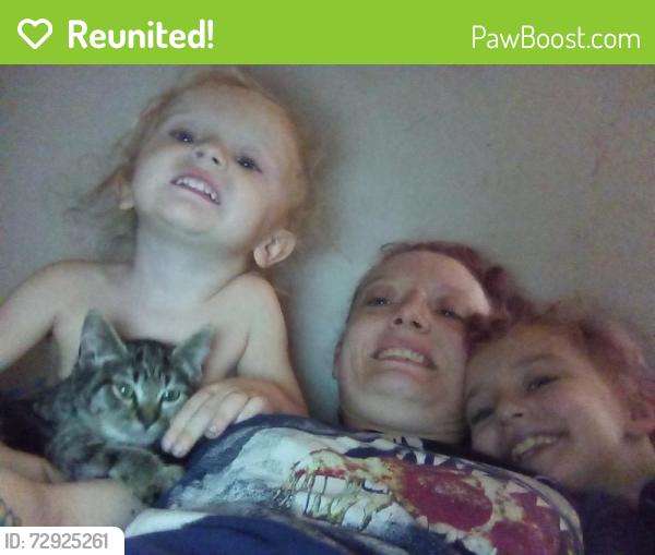 Reunited Female Cat last seen Sw 27th sw 60th sw 189th, Dunnellon, FL 34432
