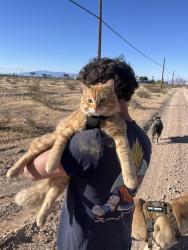 Reunited Male Cat last seen Las Vegas Blvd Across from Camping World , Las Vegas, NV 89101