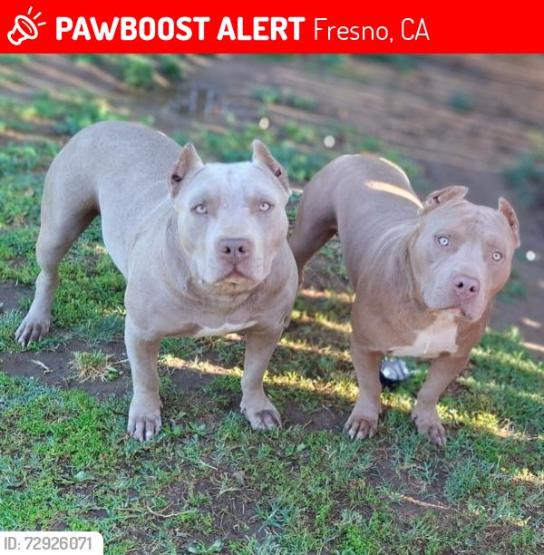 Lost Male Dog last seen Church and willow, Fresno, CA 93725