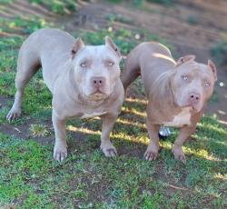 Lost Male Dog last seen Church and willow, Fresno, CA 93725