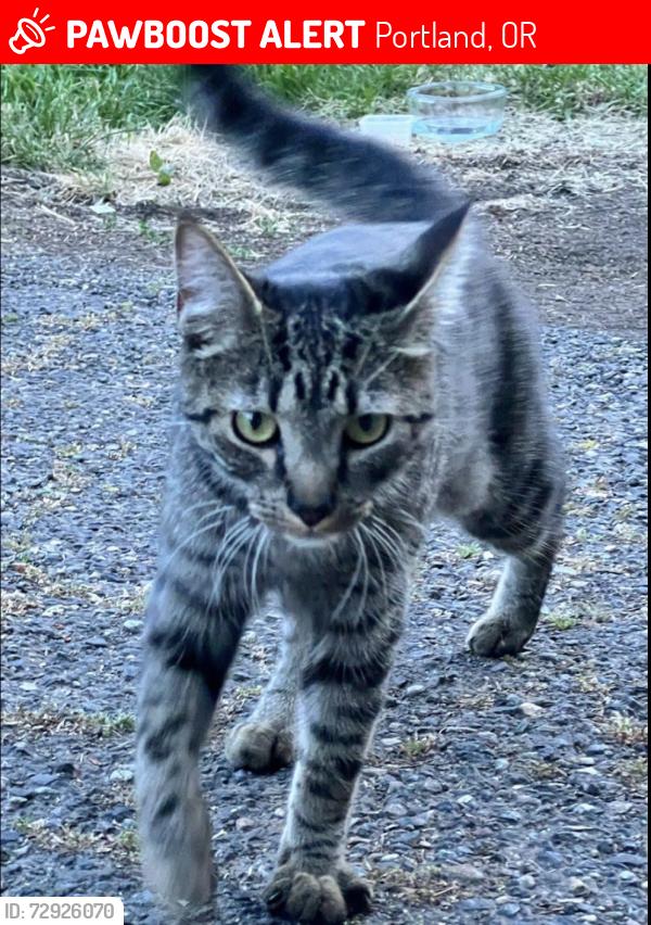 Lost Female Cat last seen Taylor’s Ferry road, Portland, OR 97219