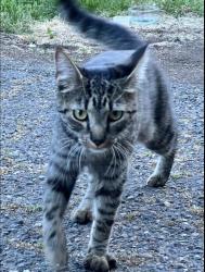 Lost Female Cat last seen Taylor’s Ferry road, Portland, OR 97219