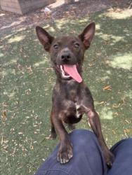Shelter Stray Male Dog last seen SPROUTS/HARDER, Hayward, CA 94544