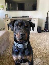 Lost Male Dog last seen 352nd ave ne, Cambridge Township, MN 55008