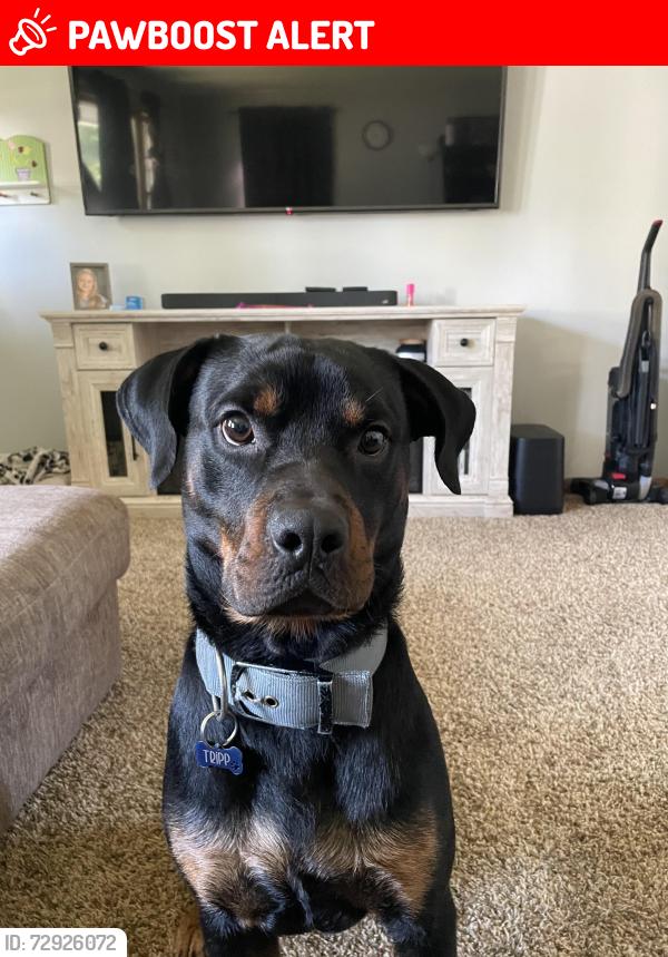 Lost Male Dog last seen 352nd ave ne, Cambridge Township, MN 55008