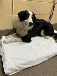 Shelter Stray Male Dog last seen Near BLOCK W 15TH ST N, WICHITA KS 67203, Wichita, KS 67219